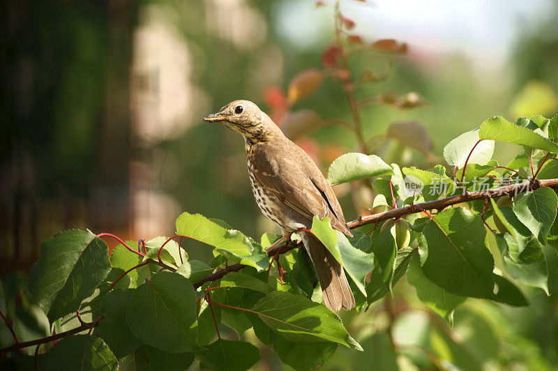 歌鸫(Turdus philomelos)